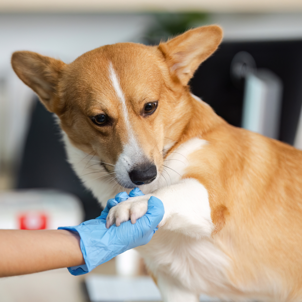 Veterinary